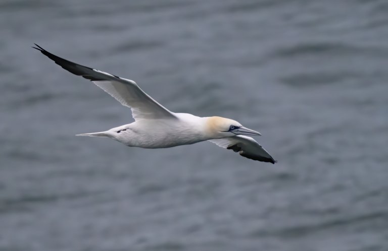 Northern Gannets are spectacular seabirds.