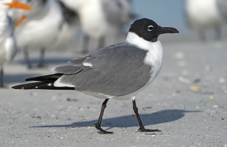 Laughing Gulls are a type of seabirds that can be found on the beach. 