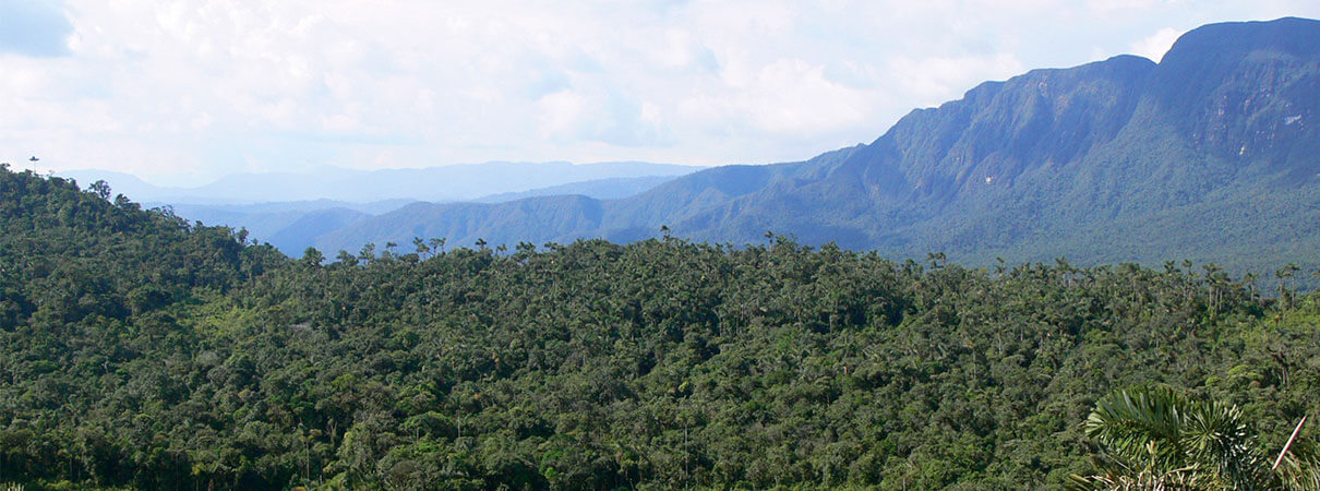 Abra Patricia Reserve, a verdant example of how strong partnerships can protect rare birds and their habitats. Photo by ECOAN