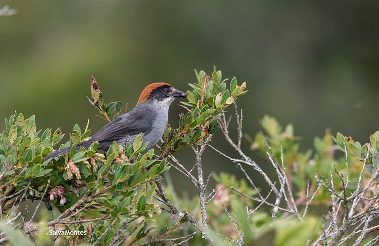 Antioquia Brushfinch