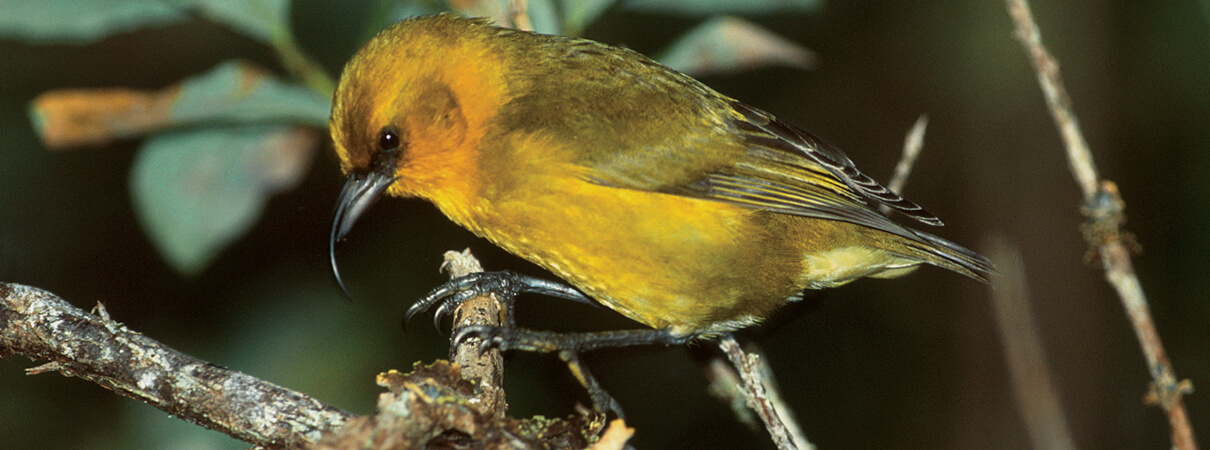 Akiapola'au in Hawaii (Hawaiian Bird) by Jack Jeffrey