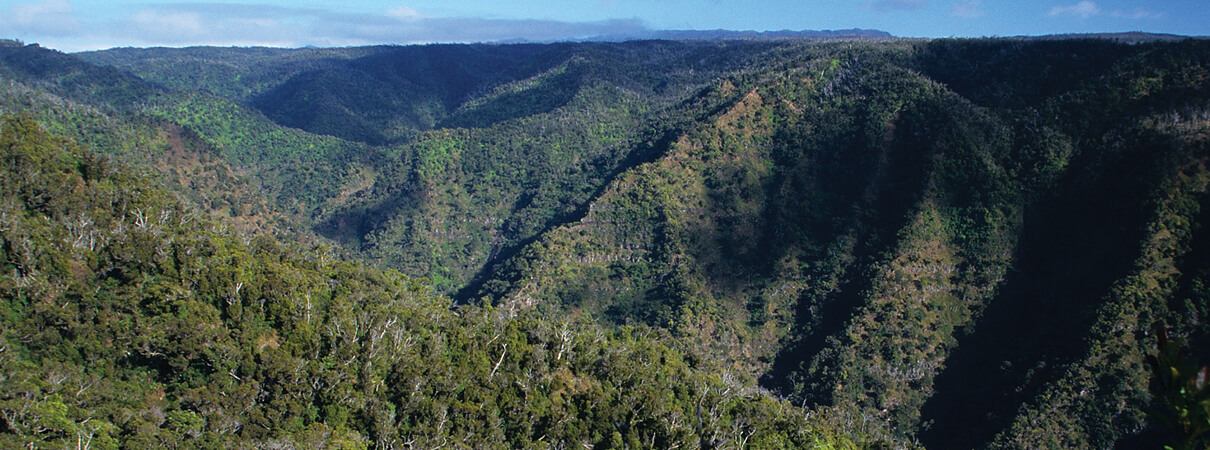 Native Hawaiian birds find refuge from mosquitoes in the montane forests of Kaua‘i's Alaka‘i Swamp, which has a climate that is unsuitable for mosquitoes. This refuge and others like it are now in peril due to climate change — as the slopes warm, mosquitoes are able to survive at higher and higher elevations and bringing avian malaria with them. Photo by Jack Jeffrey