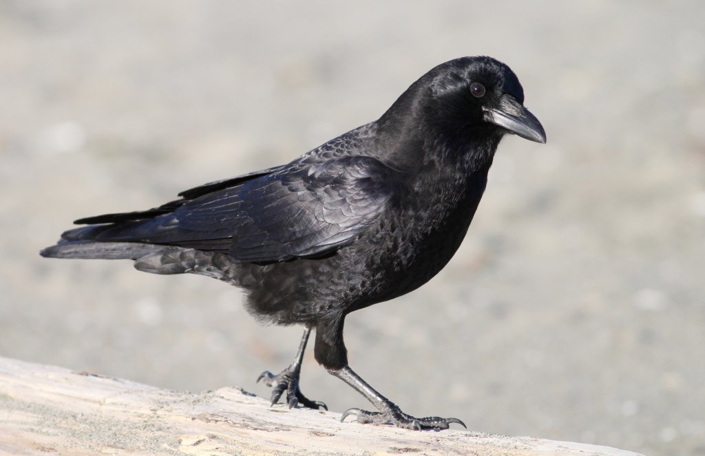 American Crow. Photo by Randy Bjorklund, Shutterstock.