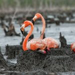 American Flamingos on nests, Cuba. Photo by Sergey Uryadnikov, Shutterstock.