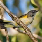 American Redstart second year male. Photo by Owen Deutsch.