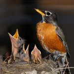 American Robin at nest with chicks. Photo by Reimar, Shutterstock