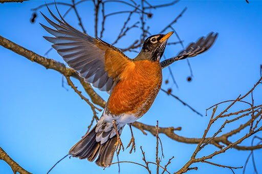 American Robins are backyard birds that are found throughout the Continental United States. 