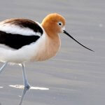 American Avocet