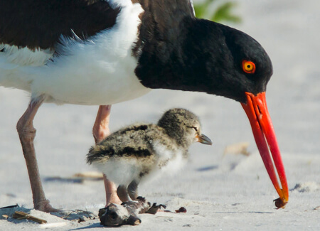 American Oystercatcher, Elliote Rusty Harold, Shutterstock