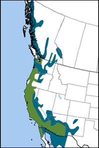 Anna's Hummingbird Map, NatureServe