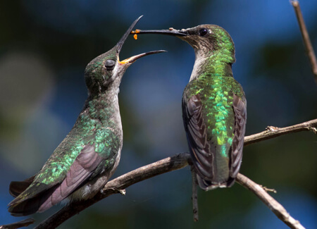 Antillean Mango female feeding chick, Tony Pe