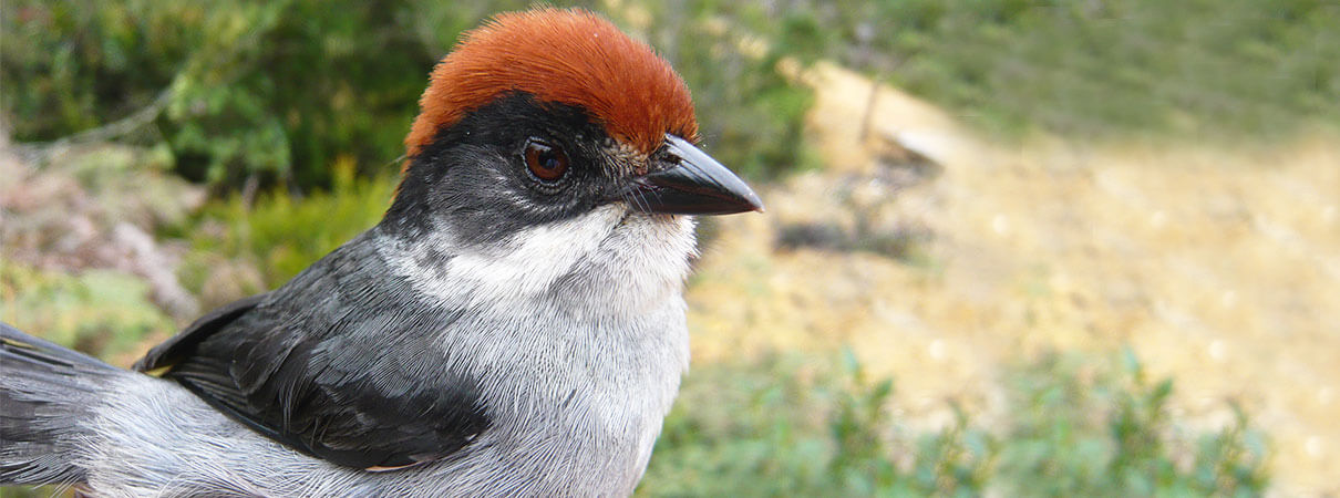 Antioquia Brushfinch by Sergio Chaparro.