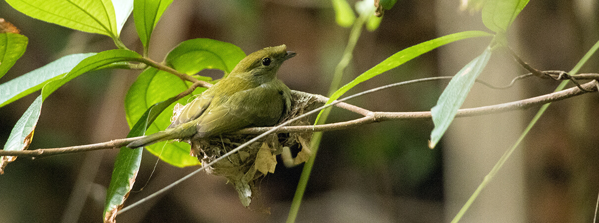 Araripe Manakin female on nest by Fabio Arruda