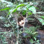 Araripe Manakin nest. Photo by George Barbosa.