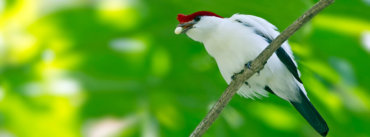 Araripe Manakin with berry by Ciro Albano