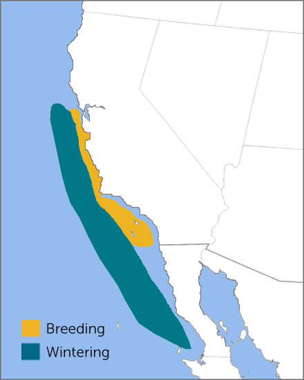 Ashy Storm-Petrel range map