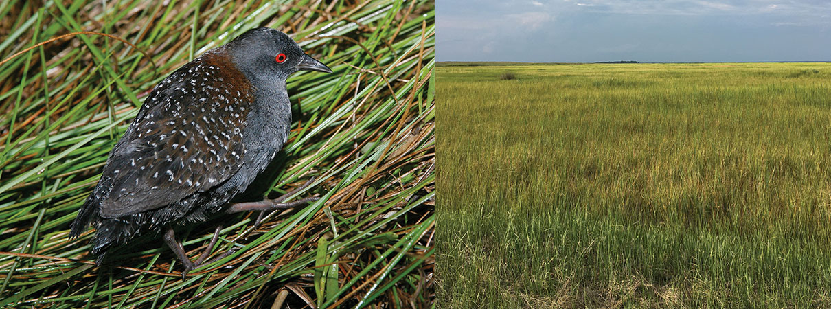 Left: Black Rail. Photo by Brian Small. Right: Brackish marsh provides excellent bird habitat at Elliott Island, Maryland. Photo by Howard Youth.