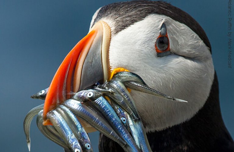 Atlantic Puffin_Mark Medcalf_SS_PR