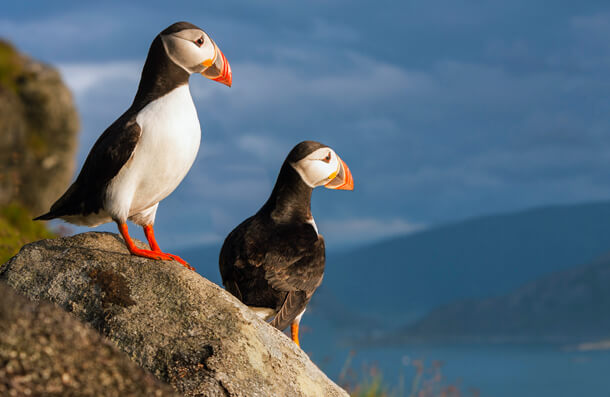 Atlantic Puffin, Gertjan Hooijer/Shutterstock