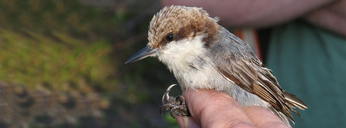 Bahama Nuthatch. Photo by Tom Benson.