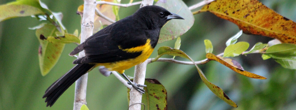 Bahama Oriole by Daniel Stonko