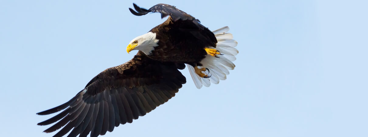 Eagle_SekarB_Shutterstock_blog