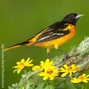 Baltimore Oriole