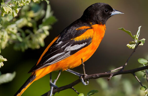 Baltimore Oriole, John L. Absher, Shutterstock