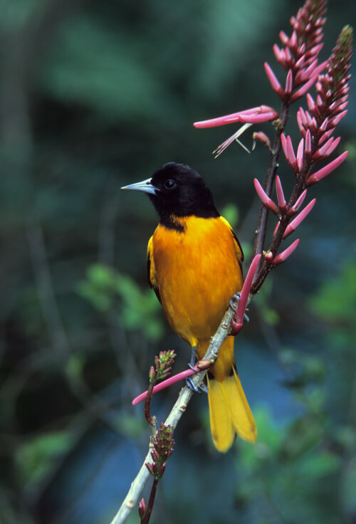 Baltimore Oriole. Photo by Ralph Wright.