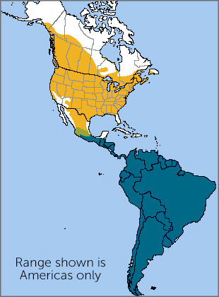 Barn Swallow map, NatureServe