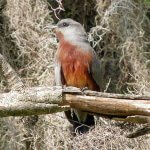 Bay-breasted Cuckoo. Photo by Cesar Abrill.