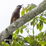 Bay-breasted Cuckoo calling. Photo by Jorge Brocca.