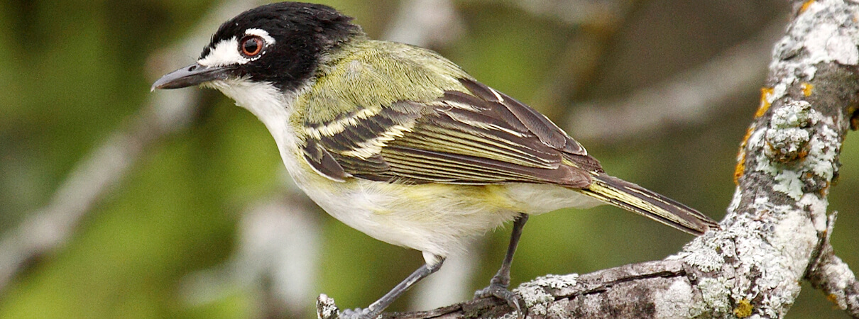 Black-capped Vireo by Gil Eckrich