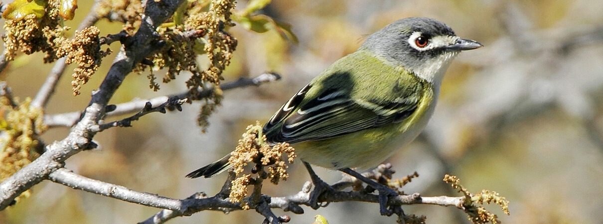 Black-capped Vireo by Greg Lavaty