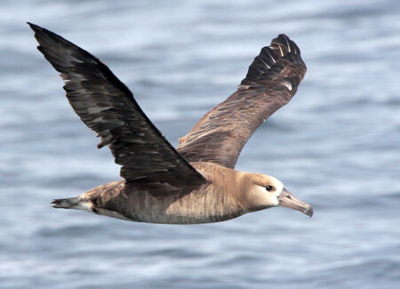 Black-footed Albatross, Greg Lavaty