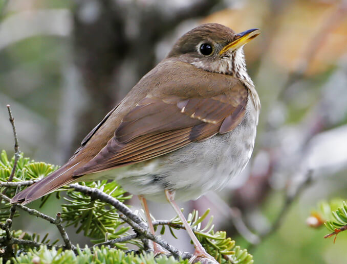 Bicknell's Thrush by Larry Master