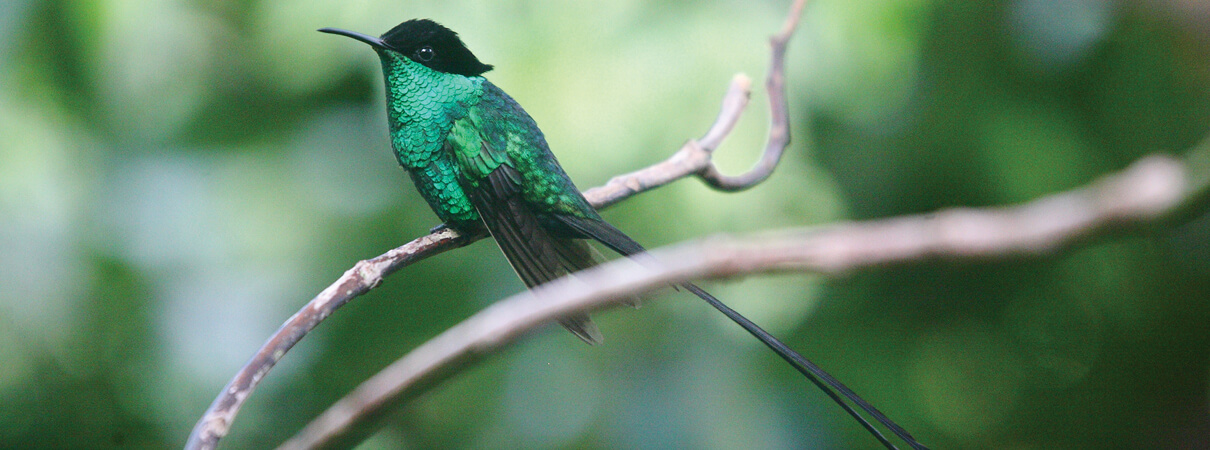 Black-billed Streamertail by Blue and John Crow Mountains National Park 