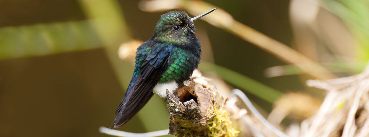 Black-breasted Puffleg. Photo by Murray Cooper