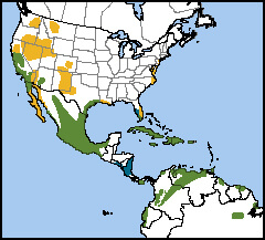 Black-necked Stilt-Map_NatureServe