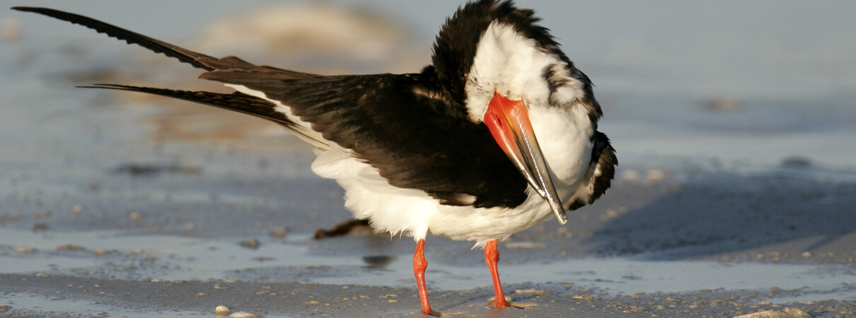 Black Skimmer preening. Photo by Dennis W. Donohue/Shutterstock