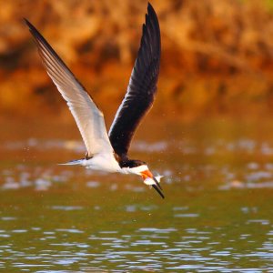 Black Skimmer, Greg Homel. coastal birds resources