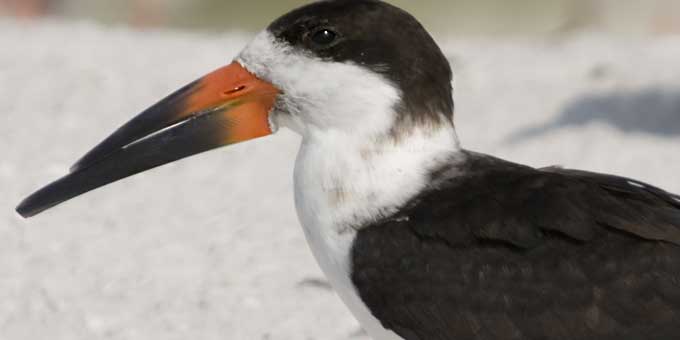 Help Beach-Nesting Birds