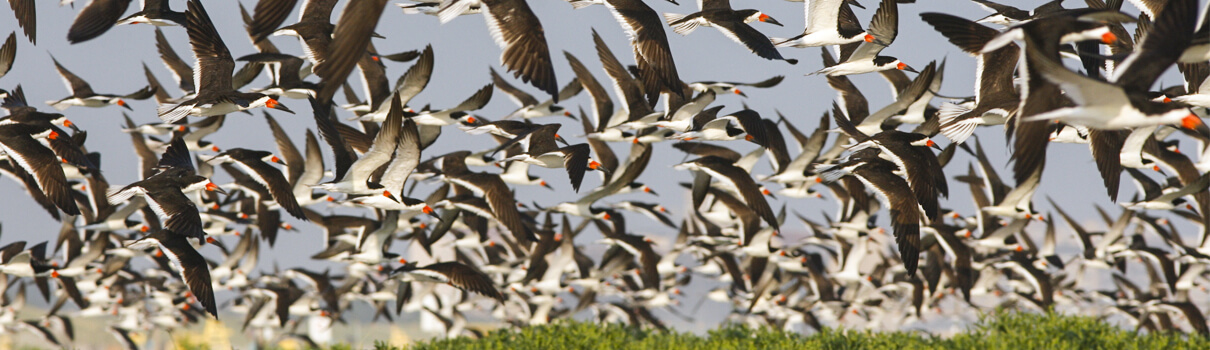 A recent decision by a federal appeals court held that the Migratory Bird Treaty Act prohibits only “deliberate acts done directly and intentionally” to kill migratory birds. Black Skimmers, Erni/Shutterstock