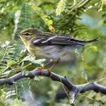 Blackpoll Warbler in winter plumage. Photo by Wilfred Marissen, Shutterstock