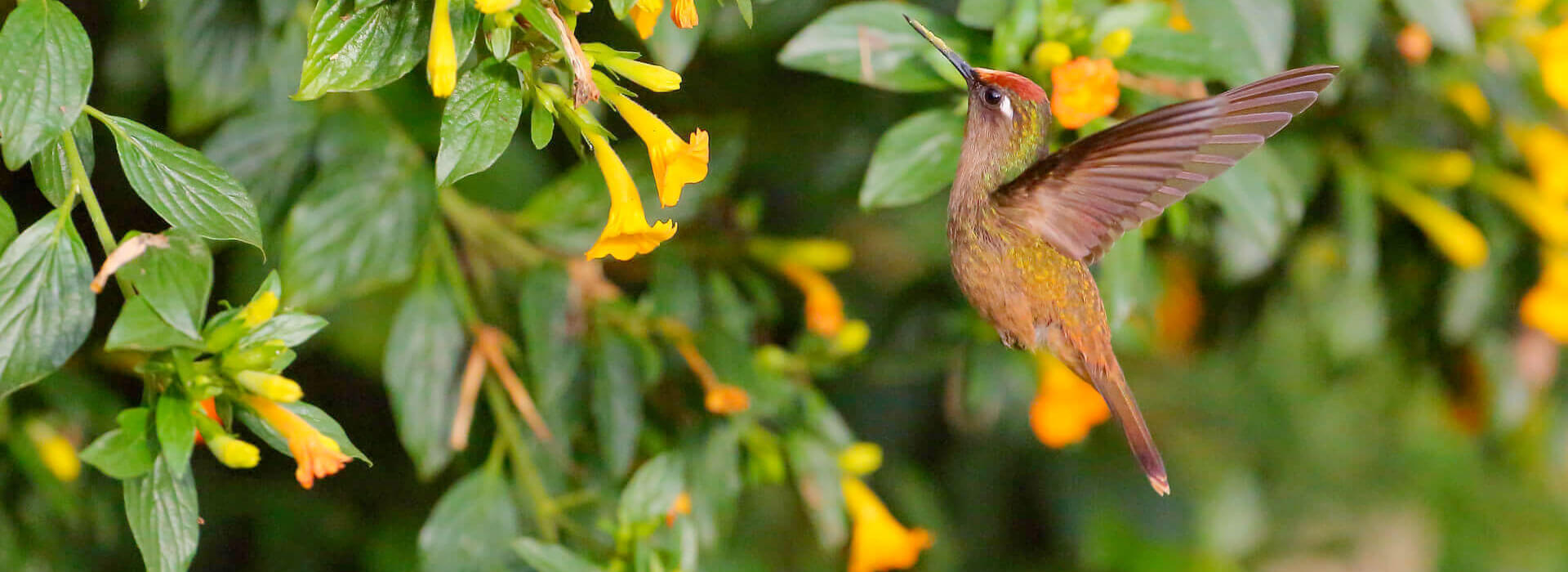 Blossomcrown Hummingbird hovering near flowers