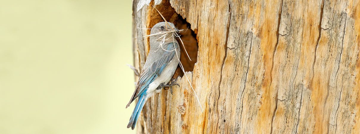 Mountain Bluebird at nesting cavity. 