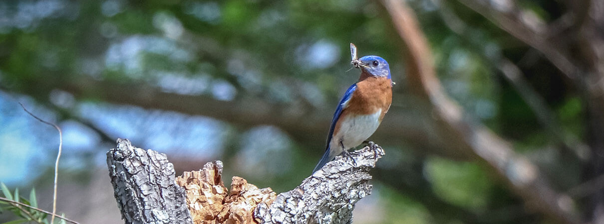 Bluebird with insect snack. Photo by Benjamin Klinger/Shutterstock.