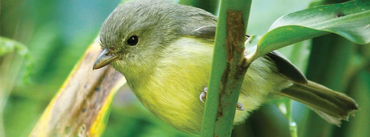 Blue Mountain Vireo by Paul B. Jones