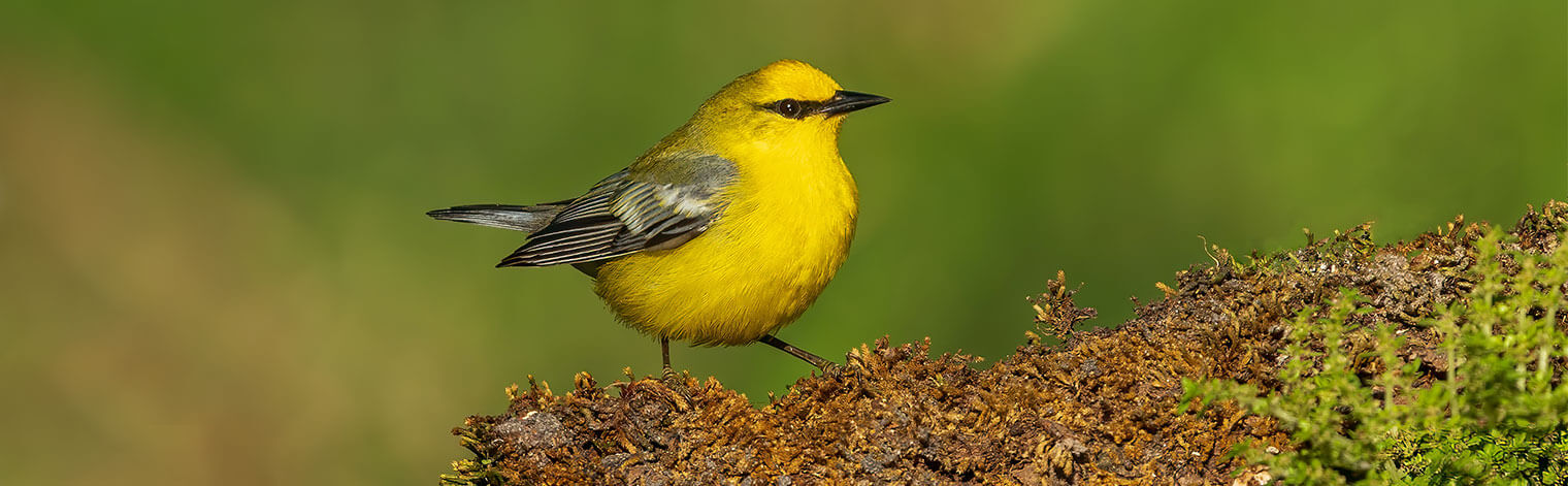 Blue-winged Warbler, Vineeth Radhakrishnan/Shutterstock