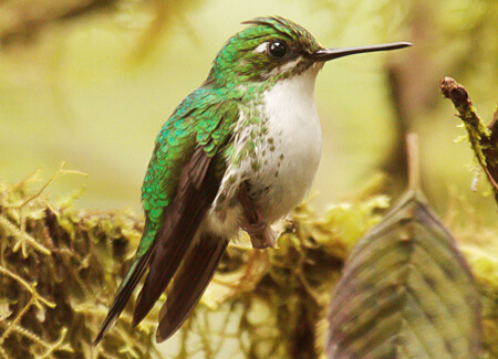 Female Booted Racket-tail, Kevin Heffernan